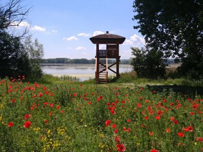 Ornitologická pozorovatelna Lednické rybníky (Nesyt - sever)