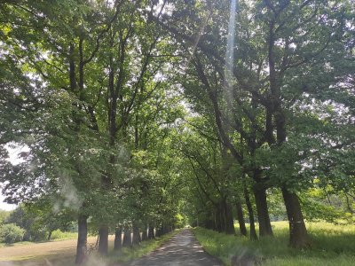 Alej červených dubů Šilheřovice