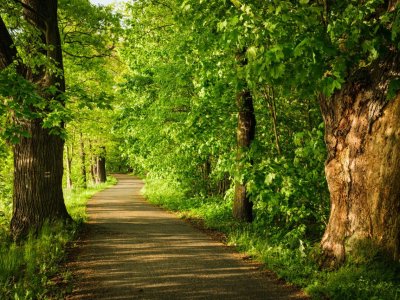 Alej k Bezdrevskému potoku