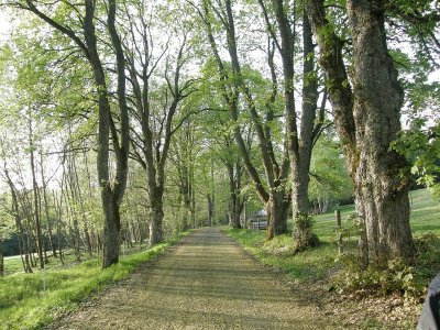 Alej u hřbitova Železná Ruda