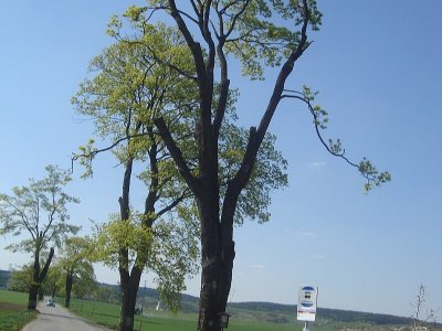 Alej u Veverských Knínic