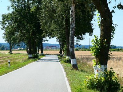 Alej u Kardašovy Řečice