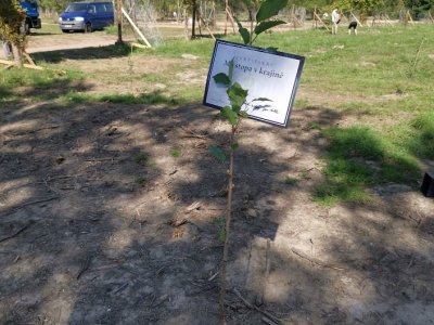 Alej veteránů Jince