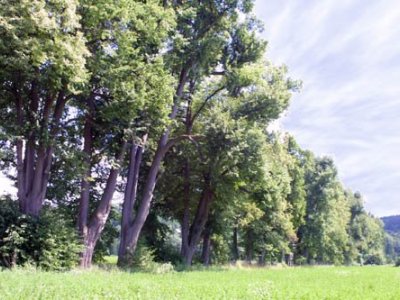 Alej vzdechů (Plasy)
