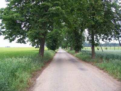 Barokní kaštanová alej Zlonice