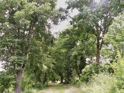 Bohumilická alej