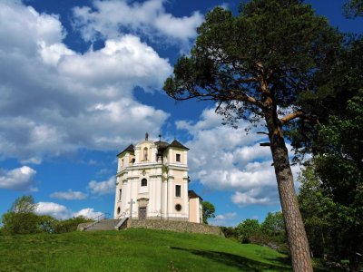 Borovice na Makové Hoře