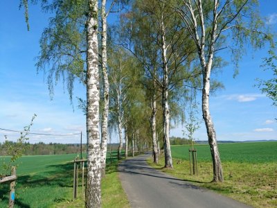 Březová alej Lipoltov-Tuřany