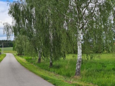 Březová alej ze Sv. Jána do Římova