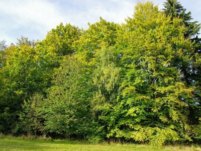 Buková alej v ulici Pod Lesem