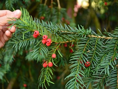 Červený tis ve Vilémovicích