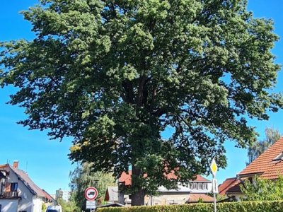 Dub letní v Kostelní ulici Varnsdorf