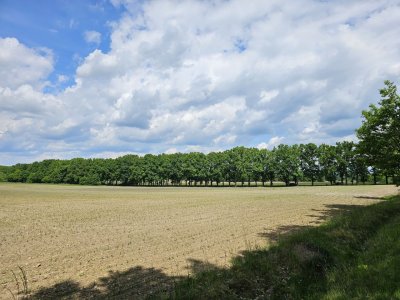 Dubová alej Knížecí cesta