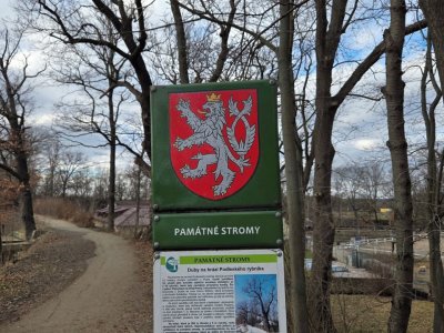 Duby na hrázi Podleského rybníka