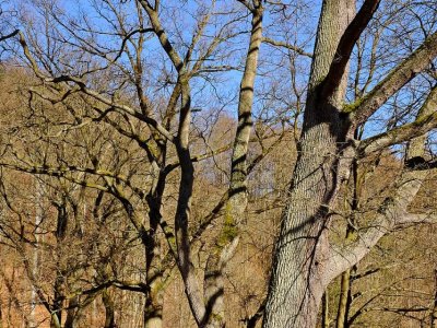 Duby u Panské louky