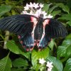 Motýl - skleník fata morgána