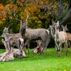 Stádo jelenů bucharských