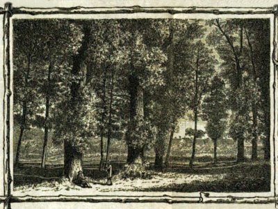 Hluchovské stromořadí