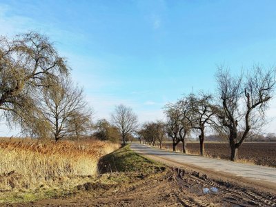 Jabloňová alej Nemošice - Mnětice