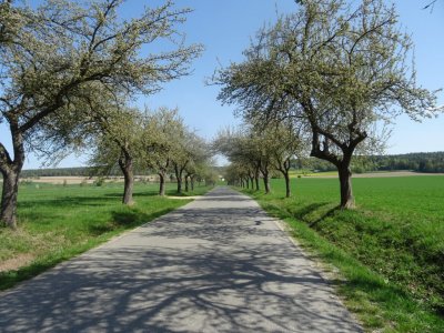 Jabloňová alej Pluhův Žďár