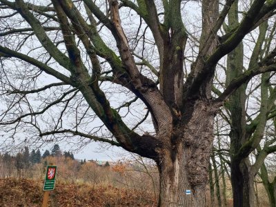 Javorová alej Pelhřimov