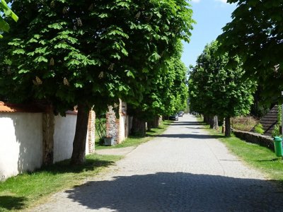 Jírovcová alej Rataje nad Sázavou