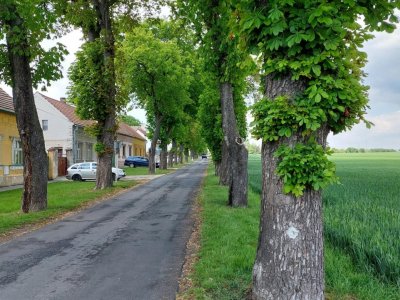 Jírovcová alej v Břvanech