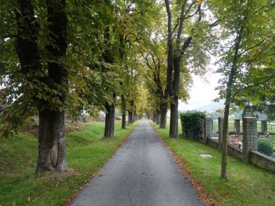 Kaštanová alej Jince