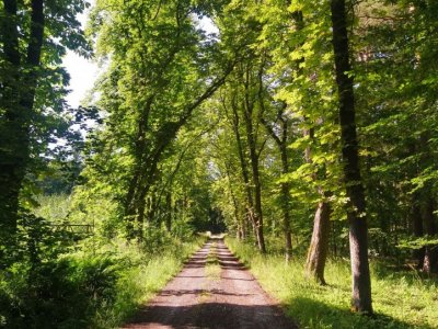 Kaštanová alej v Benešově luhu