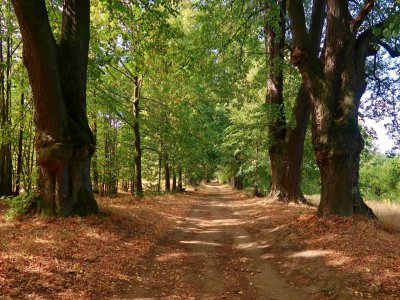 Lemberská lipová alej