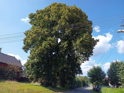 Lípa na Dolním předměstí Cvikov