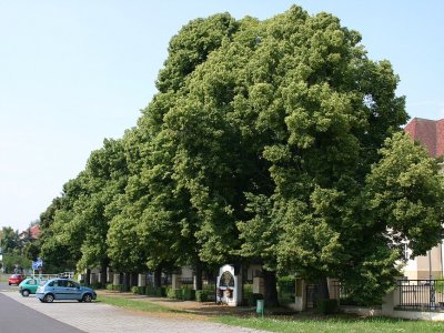 Lipová alej (Most)