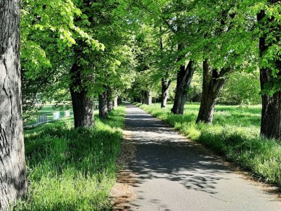 Lipová alej podél hřiště a koupaliště Kvasice