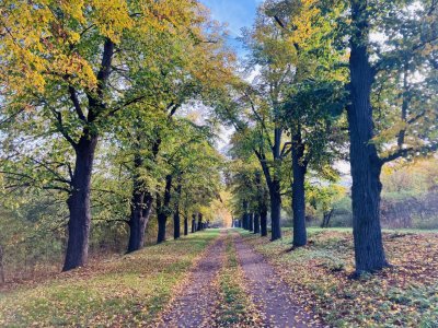 Lipová alej Vidlák