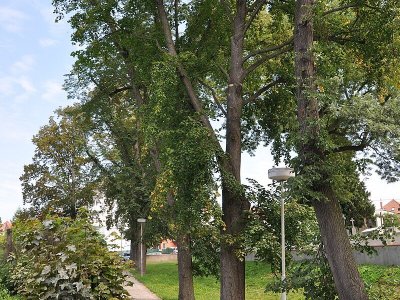 Lipové stromořadí Na Hrádku