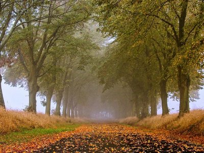 Lipové stromořadí Strančice