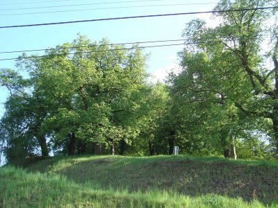 Lipové stromořadí v Rosicích