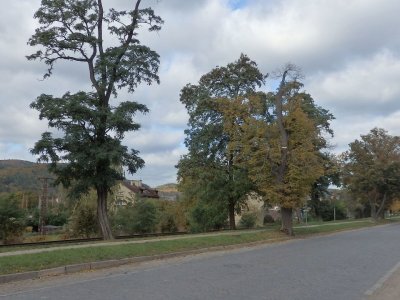 Lipové stromořadí v Tišnově