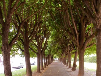 Lípy na Slovanském náměstí