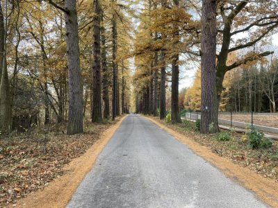 Modřínová alej Johanka