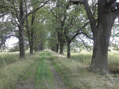 Muckovská alej