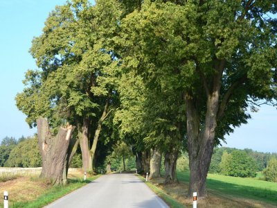 Památné lípy v alejích u Červené Lhoty