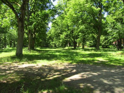 Památné stromy na Loretě