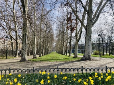 Platanová alej Letenské sady