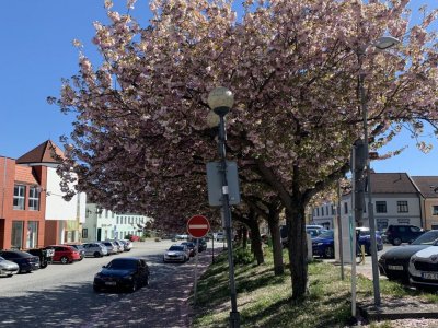 Růžové stromořadí Pelhřimov