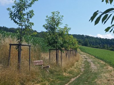 Skautská alej v Semilech