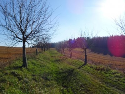 Slivoňová alej Bohuňov u Žďáru nad Sázavou