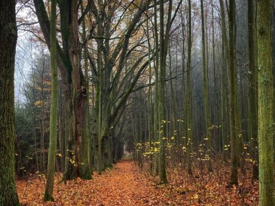 Stromořadí 15 dubů letních Sázava - Bělokozly