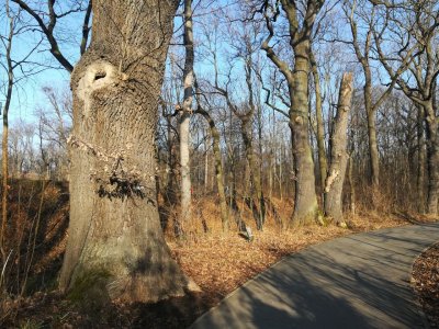 Stromořadí čtyř dubů Uhříněves