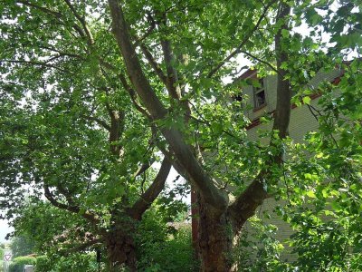 Stromořadí platanů Milovice